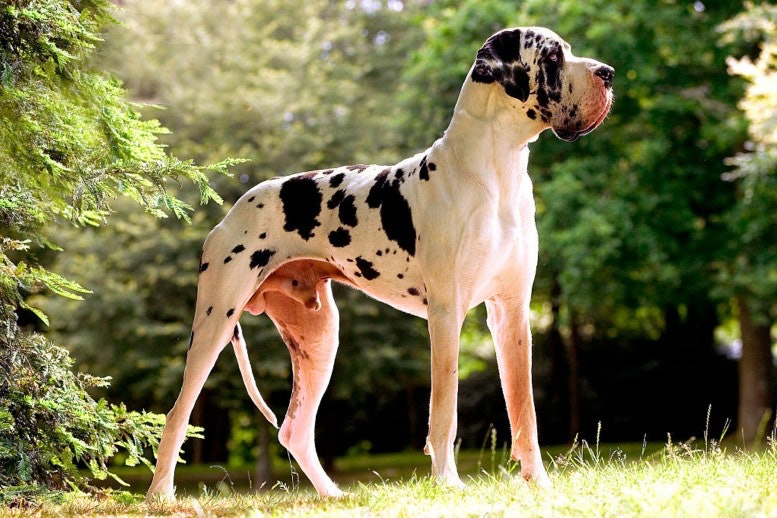 Great Dane Dangerous Breed