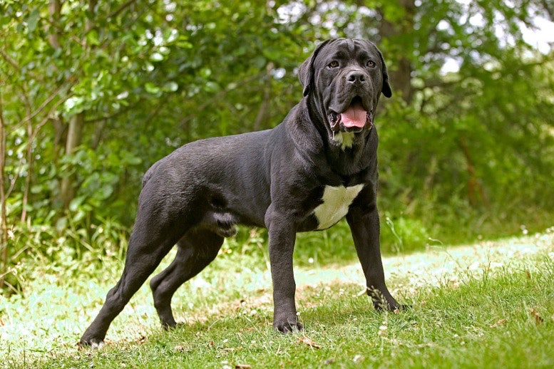 Cane Corso Dog Breed