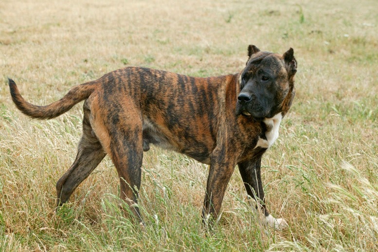 Perro de Presa Canario