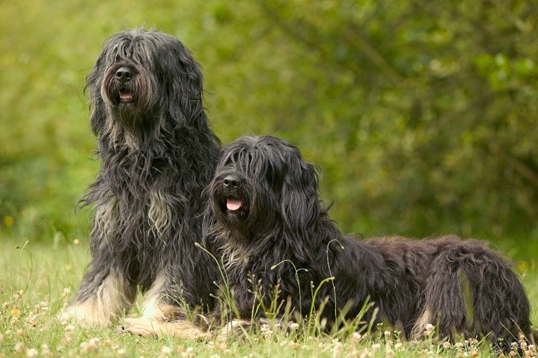 Dangerous Polish Lowland Sheepdog