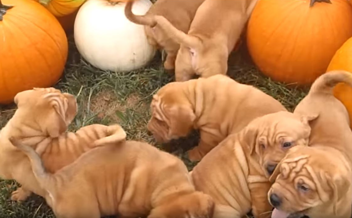 Ba-Shar puppies in a pumpkin patch