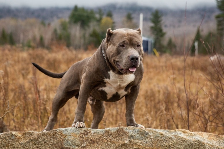 Dangerous Breed Pit Bull