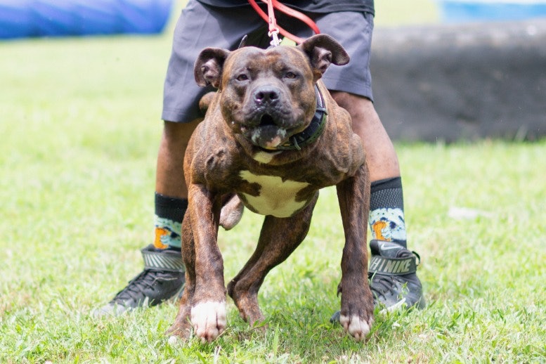 American Bandogge Dangerous Dog