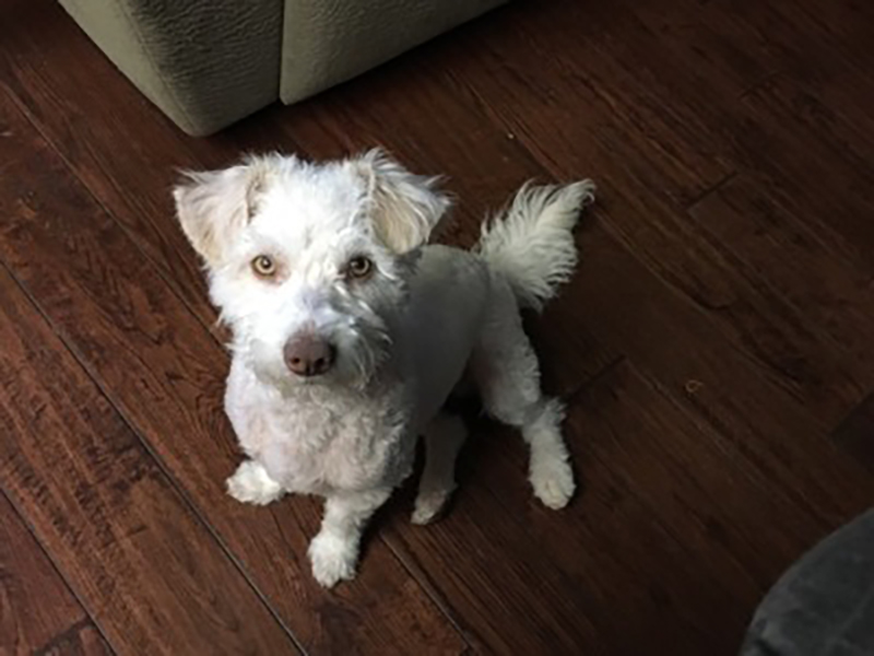 Bichon Frise and Jack Russell Terrier hybride