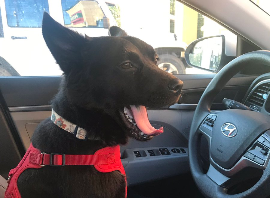 Black Chabrador yawning in a car