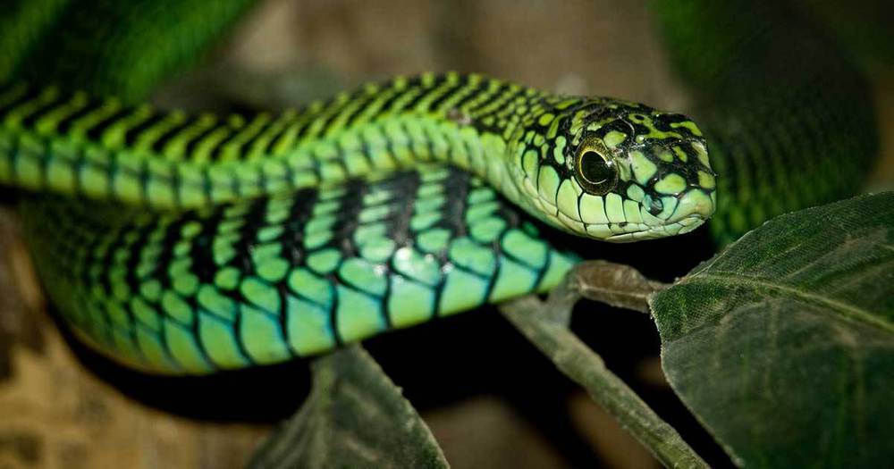 Boomslang