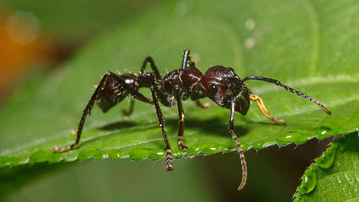 Bullet Ant