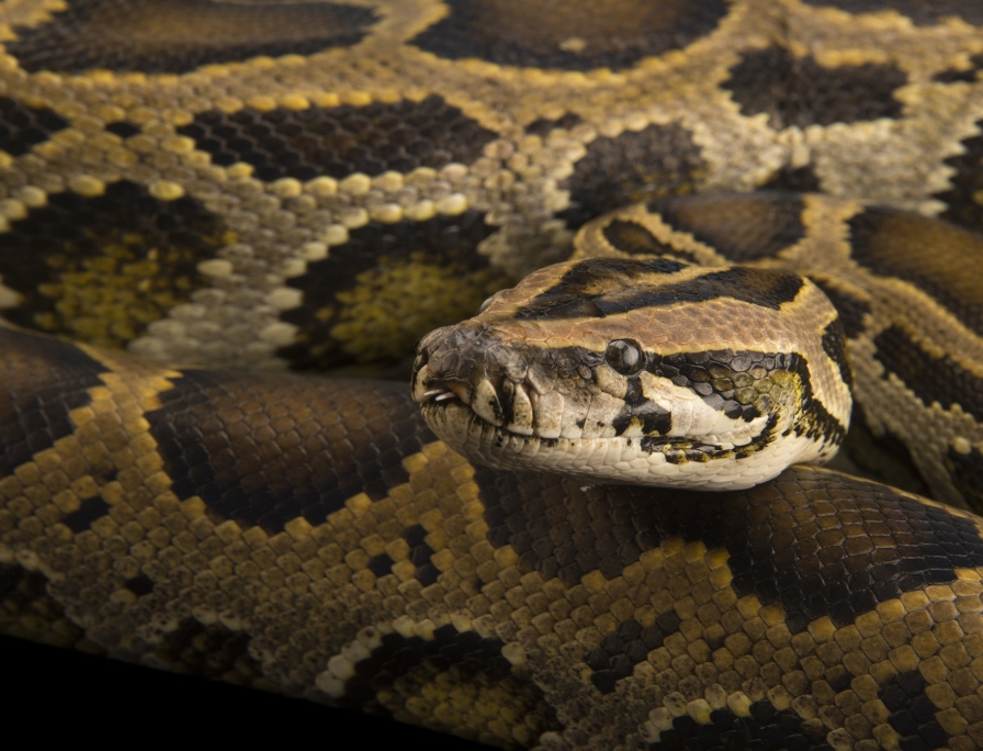 Burmese Python