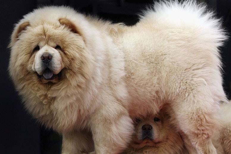 Chow Chow Dangerous Breed