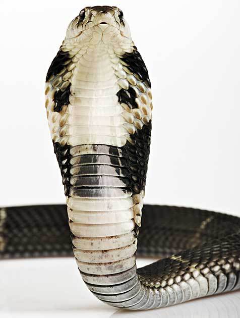 Chinese Cobra