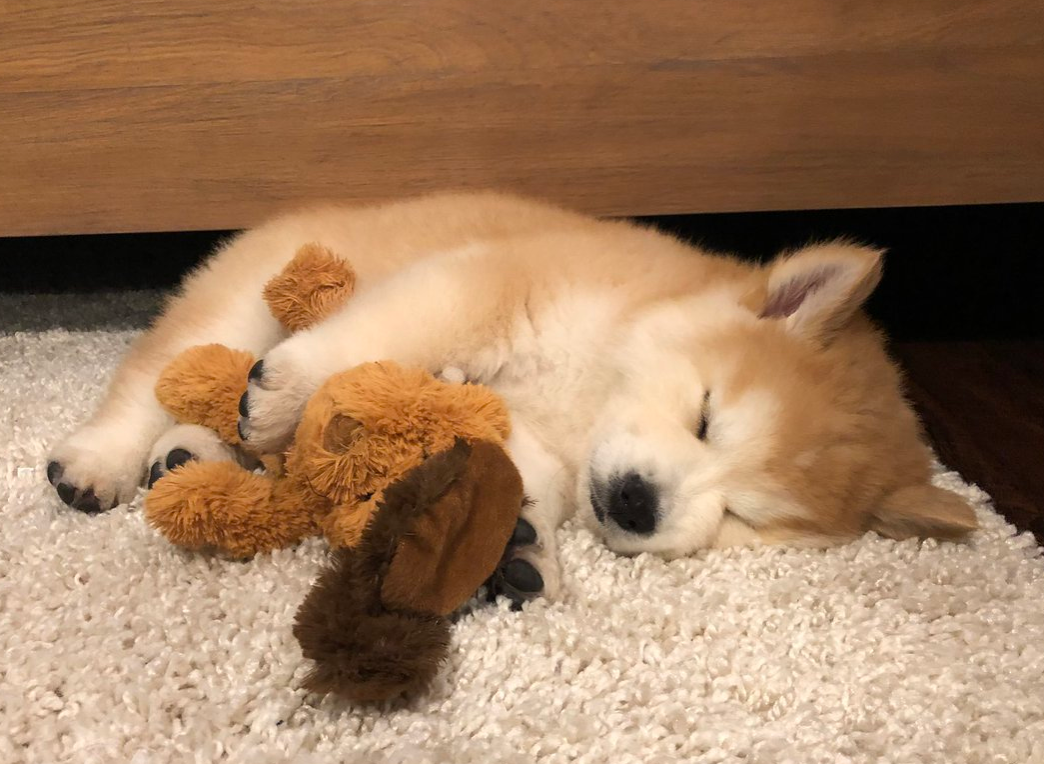 Chowski puppy napping on the carpet with a stuffed animal