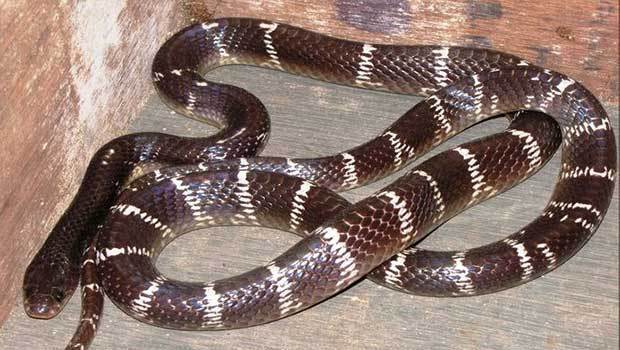 Common Krait