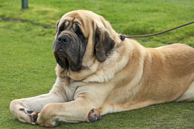 Dangerous Dog English Mastiff