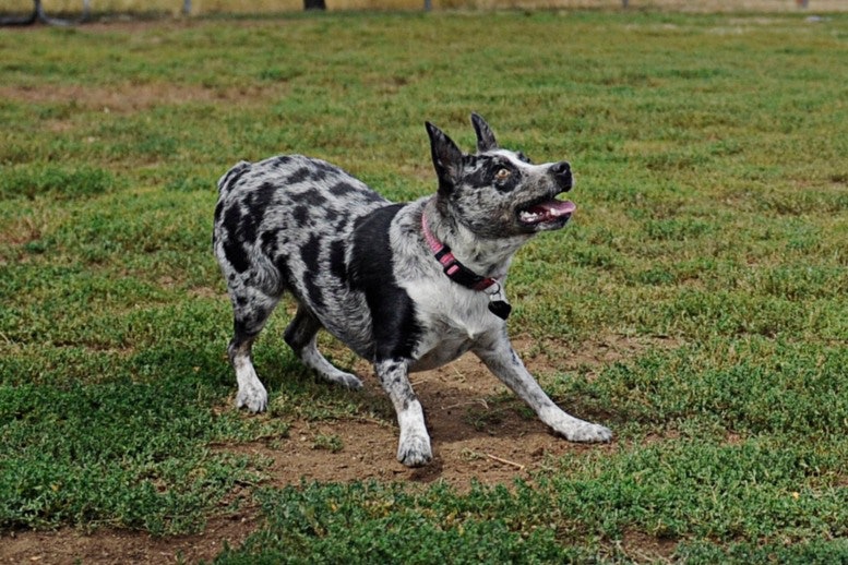 Blue Heeler Dangerous Dog