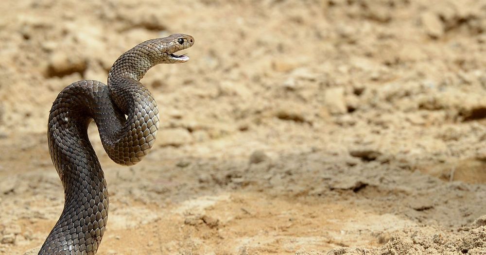 Eastern Brown Snake