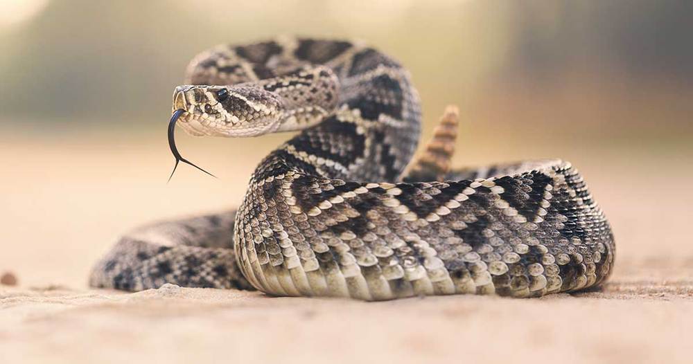 Eastern Diamondback Rattlesnake