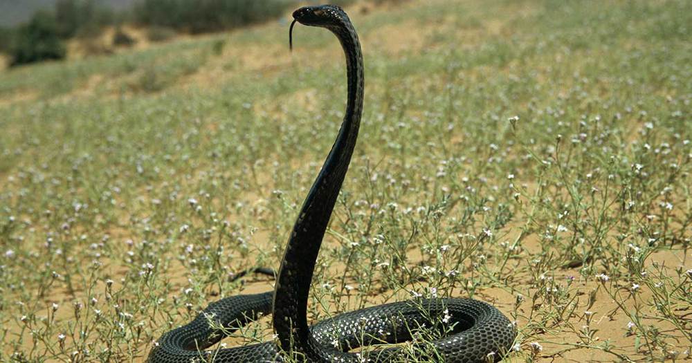 Egyptian Cobra