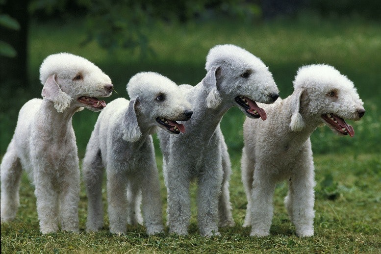 Dangerous Dogs Bedlington Terrier