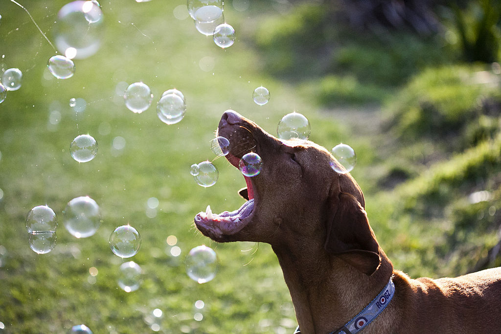 GettyImages-170977325-10920-33324 viszlas trying to catch bubbles