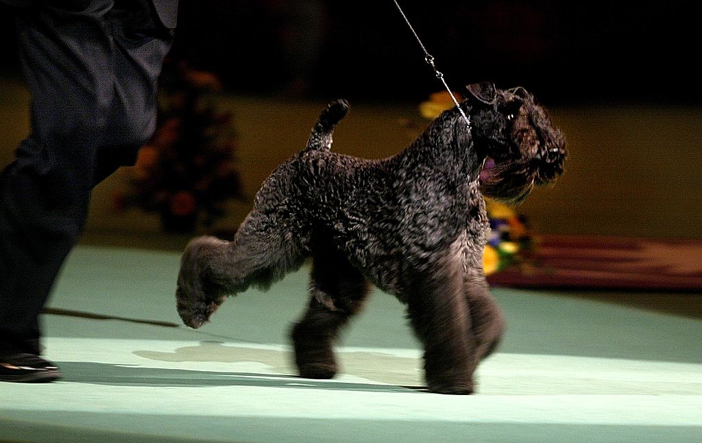 GettyImages-1777929-82070-84991 kerry blue terrier running at dog show