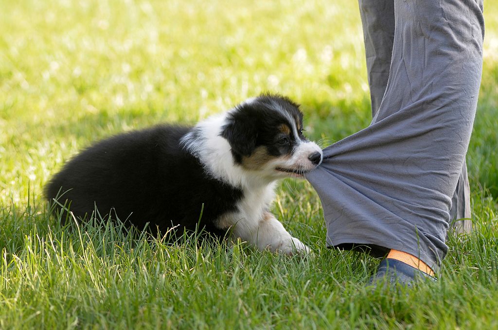 GettyImages-506002715-33604-21503 australian shepherd puppy biting pant leg