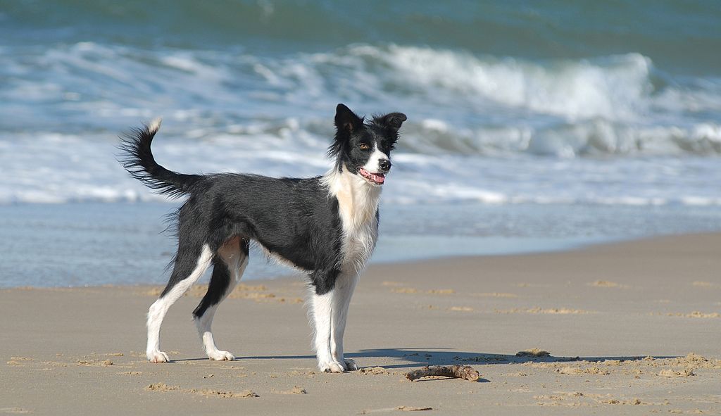 GettyImages-506007211-29216-82087 border collie on a beach wants to run