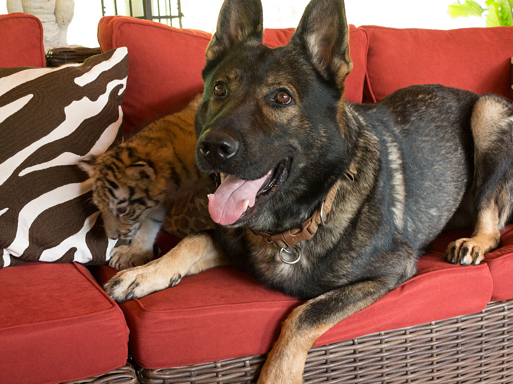 GettyImages-520575042-63866-93411 dog and tiger cub