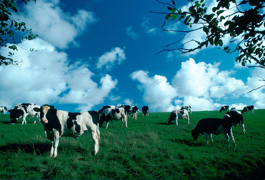 grazing in the field