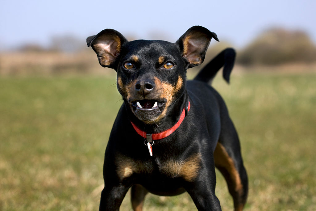 GettyImages-539294056-82700-79658 manchester terrier dog snarling at camera