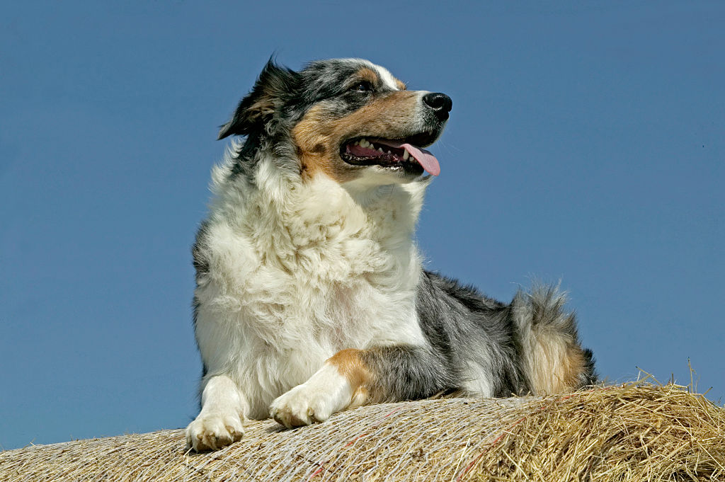 GettyImages-578260612-54712-81885 australian shepherds need love