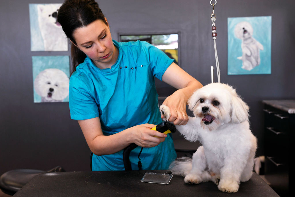 GettyImages-983300904-23202-51248 bichon frises getting nails trimmed