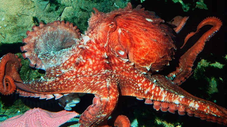 Giant Pacific Octopus