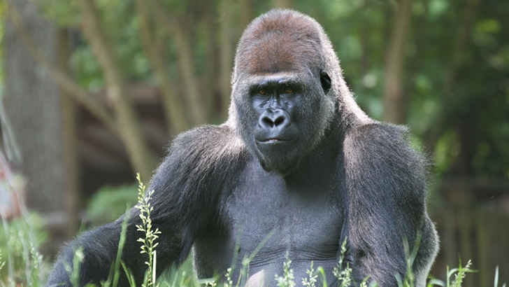 Gorilla