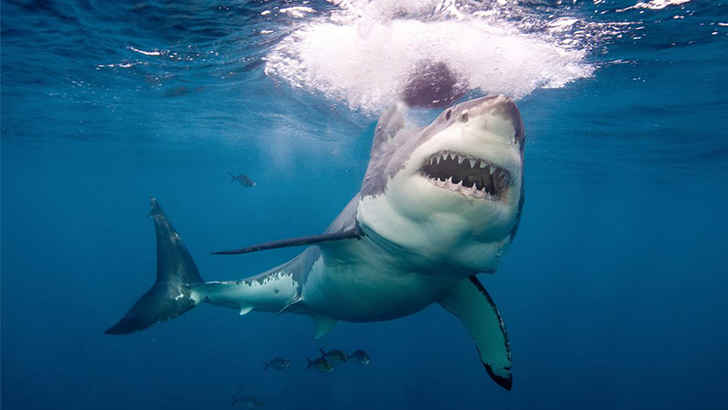 Great White Shark