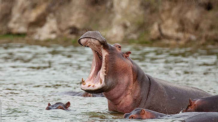 Hippopotamus