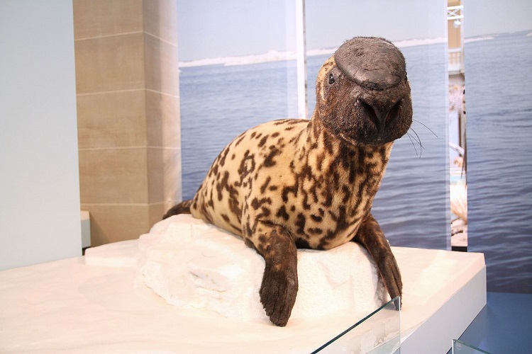 Hooded Seal