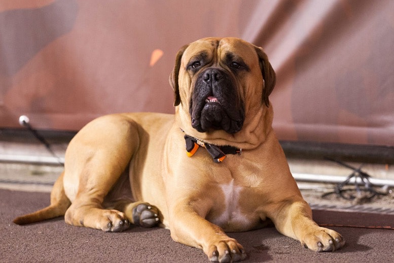 Bullmastiff Dangerous Dog Breed