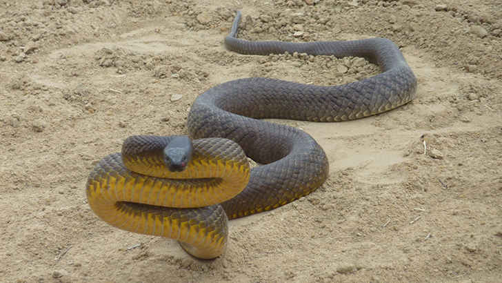 Indian Taipan