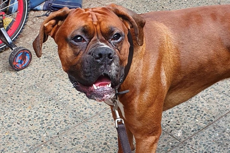 Dangerous Dog Deutscher Boxer