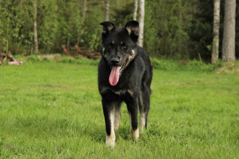 Lapponian Herder Dangerous Dogs