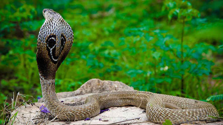 King Cobra