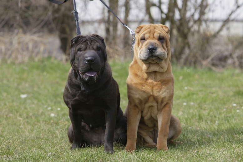 Shar-Pei Dangerous Dog