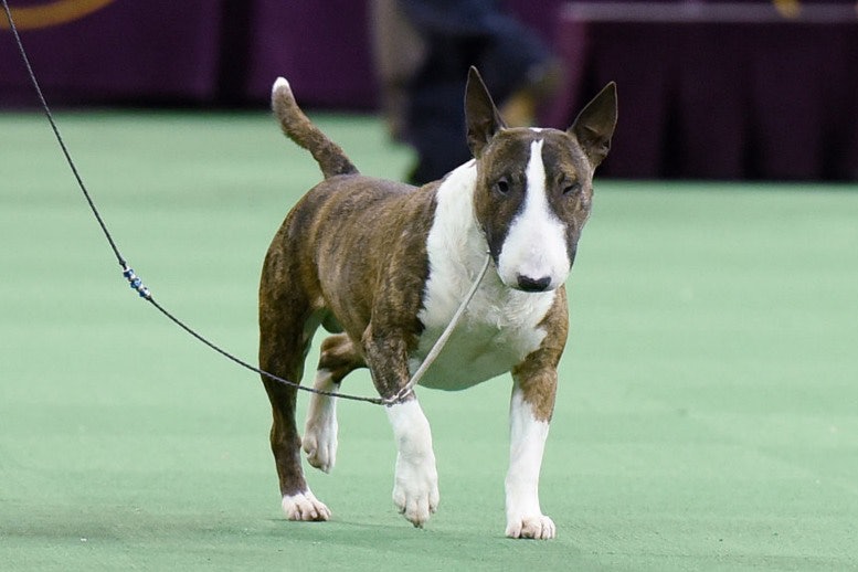 Bull Terrier Dangerous Breed