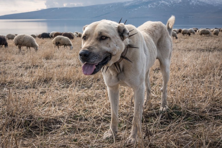 Dangerous Dog Breed Kangal