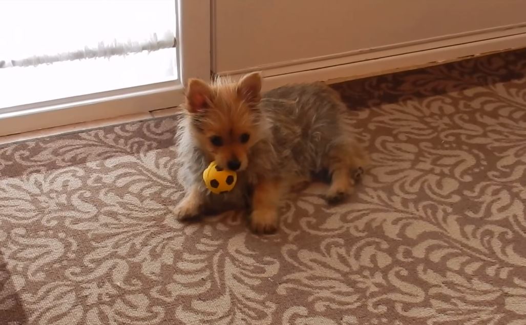 Ozzie the Yokie-Pom playing with a ball on Youtube