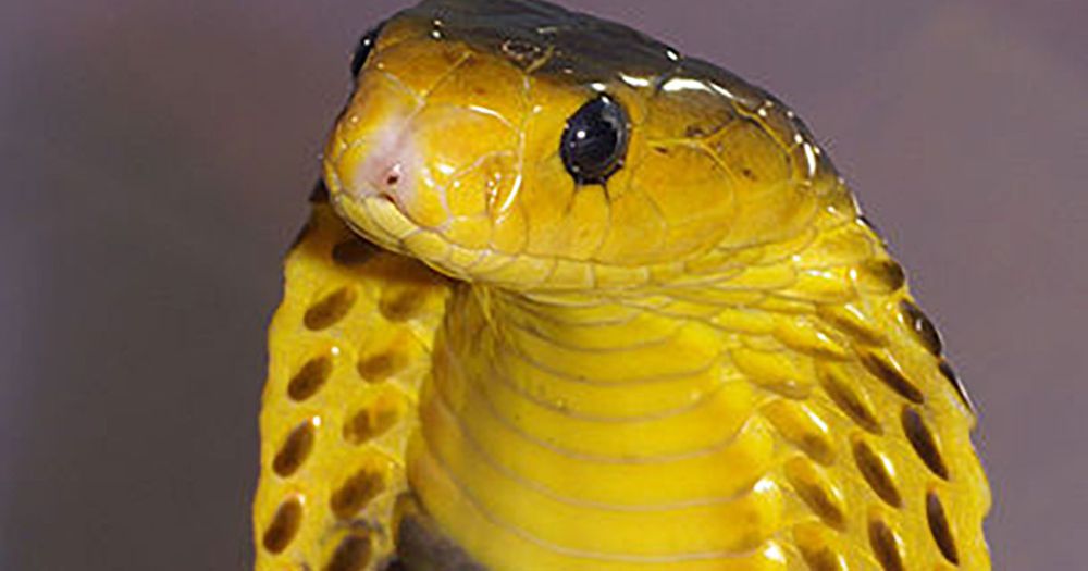 Philippine Cobra