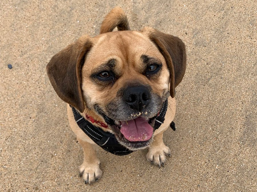 Pippa the Puggle smiling at the beach
