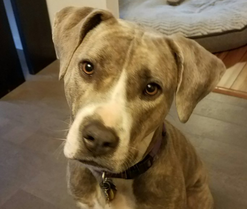 Plott Hound + Pitbull Mix