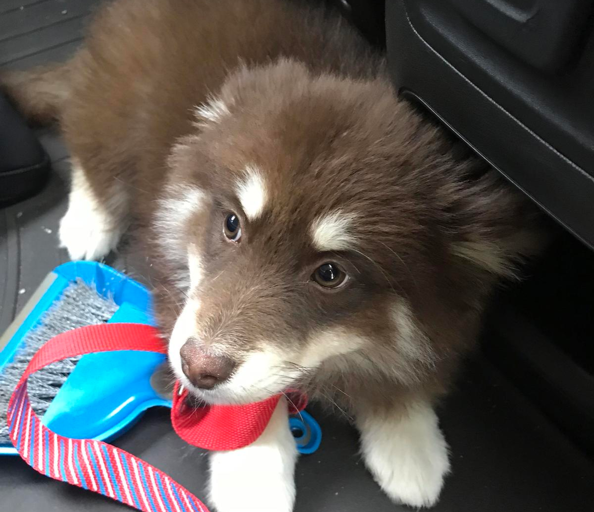 A brown and white Pomsky sitting in a car