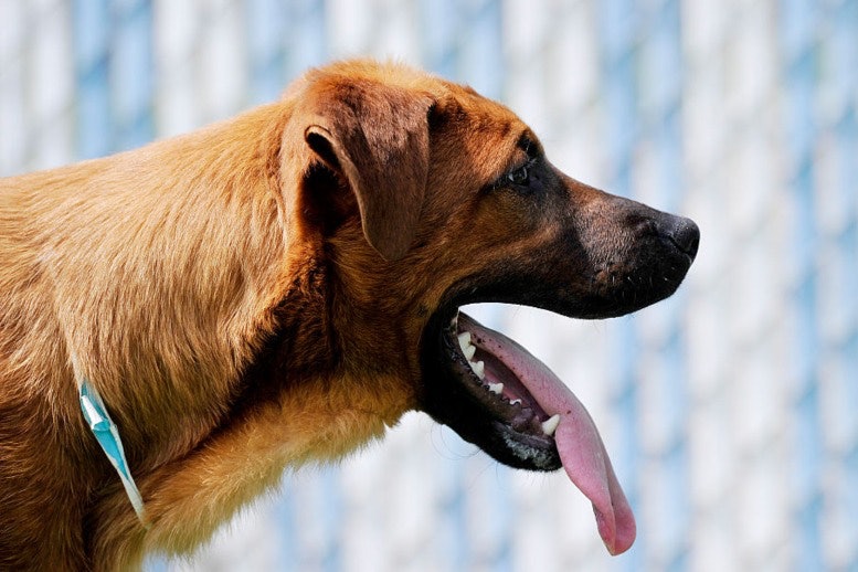 Dangerous Dog Korean Jindo